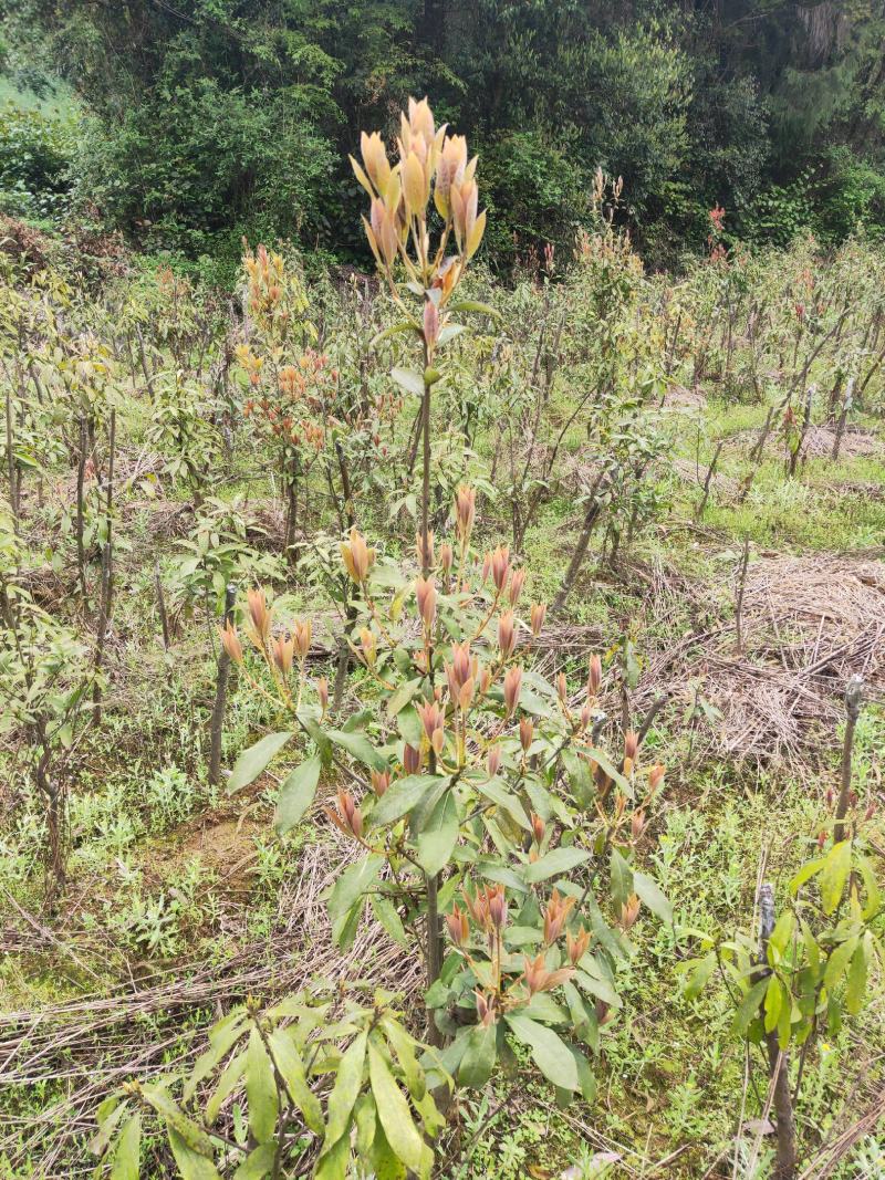 四川重庆老鹰茶营养袋苗老荫茶树苗老鹰茶苗红茶白茶苗