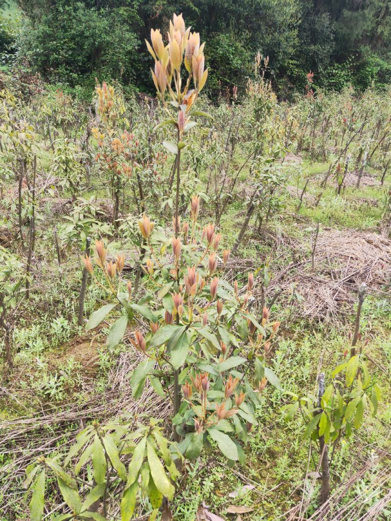 四川重庆老鹰茶营养袋苗老荫茶树苗老鹰茶苗红茶白茶苗