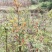 四川重庆老鹰茶营养袋苗老荫茶树苗老鹰茶苗红茶白茶苗