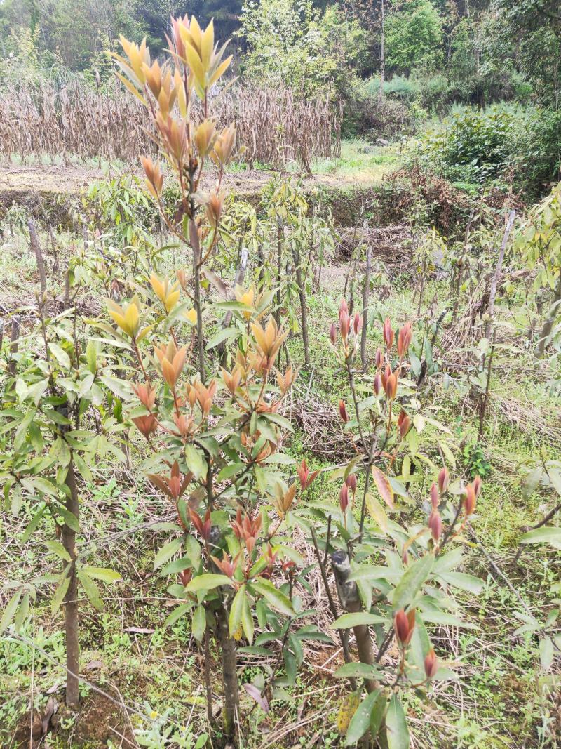四川重庆老鹰茶营养袋苗老荫茶树苗老鹰茶苗红茶白茶苗
