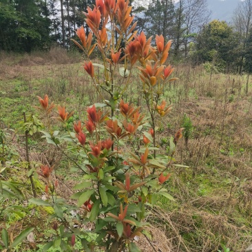 四川重庆老鹰茶营养袋苗老荫茶树苗老鹰茶苗红茶白茶苗