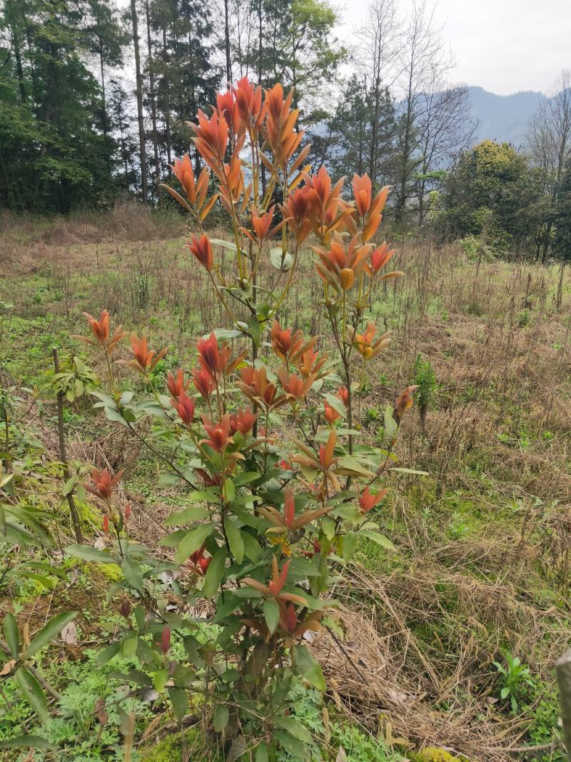 四川重庆老鹰茶营养袋苗老荫茶树苗老鹰茶苗红茶白茶苗