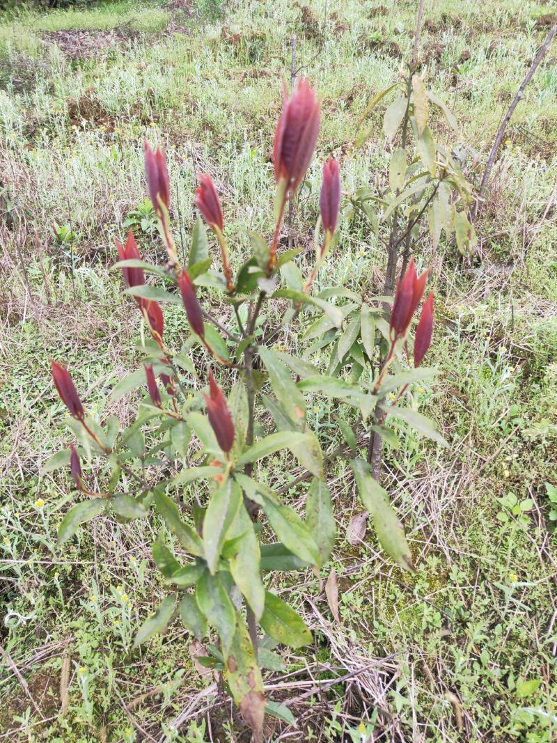四川重庆老鹰茶营养袋苗老荫茶树苗老鹰茶苗红茶白茶苗