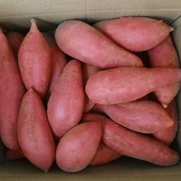 自产自销西瓜红红薯种薯