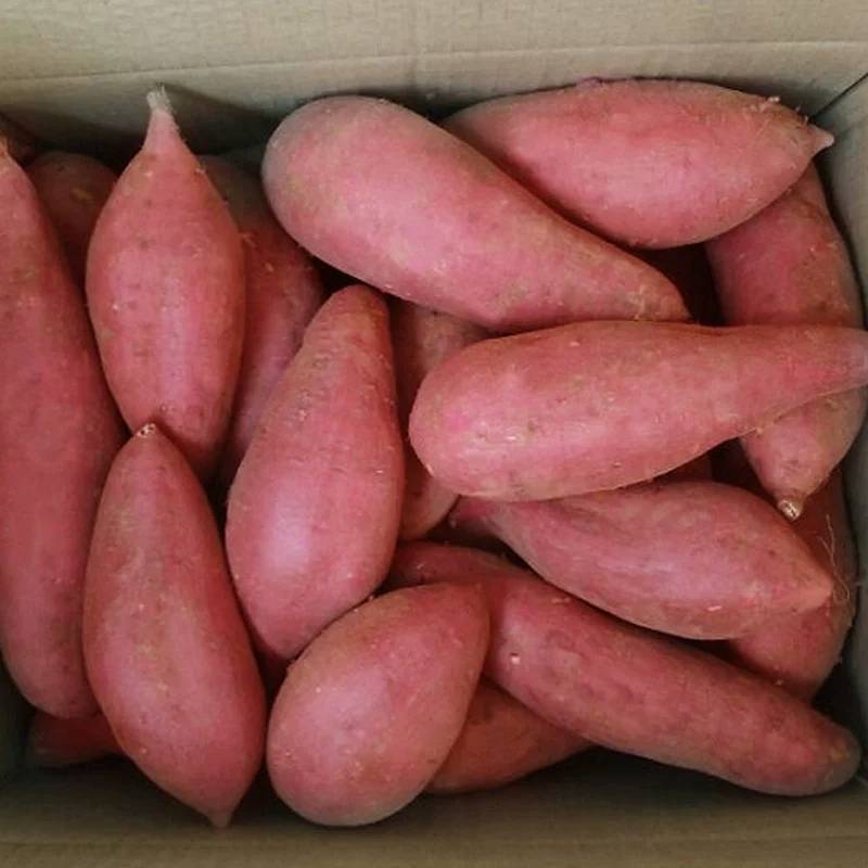 自产自销西瓜红红薯种薯
