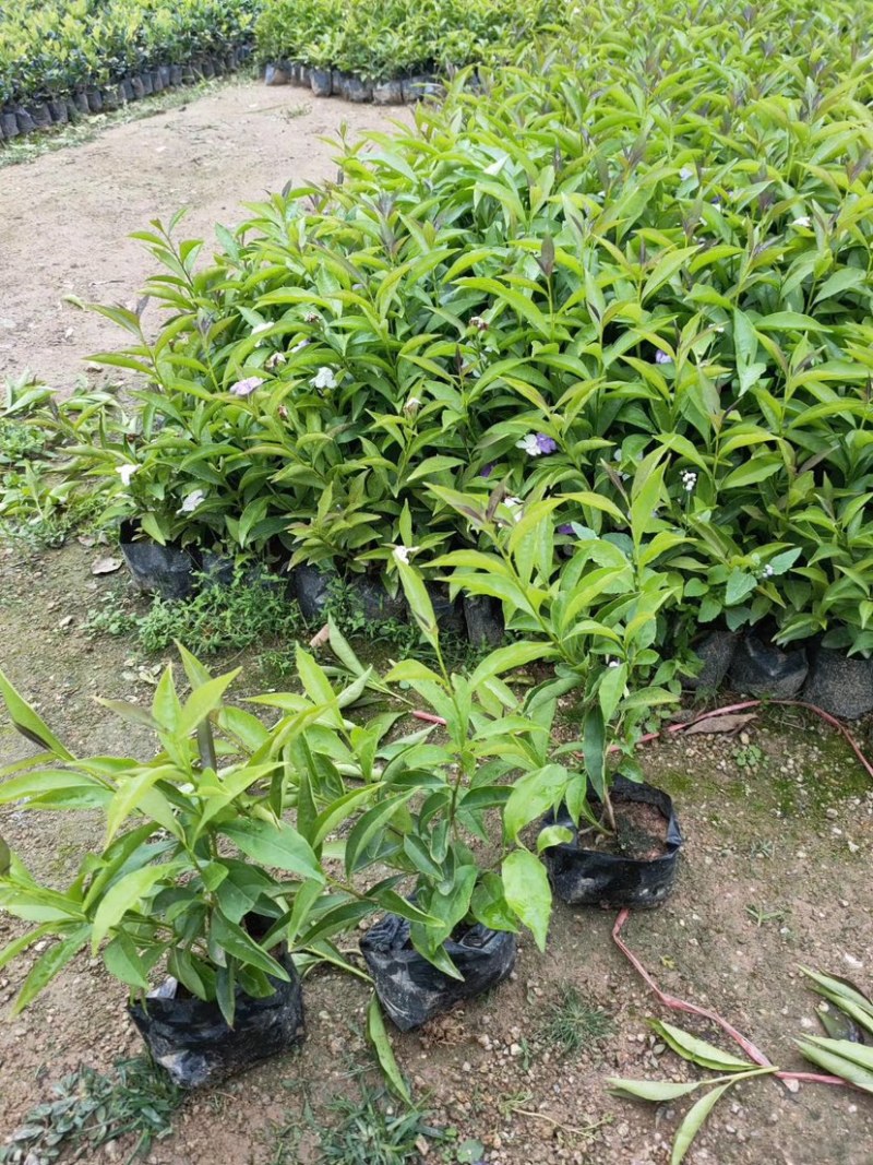 双色茉莉高度15-30福建漳州双色茉莉厂家批发