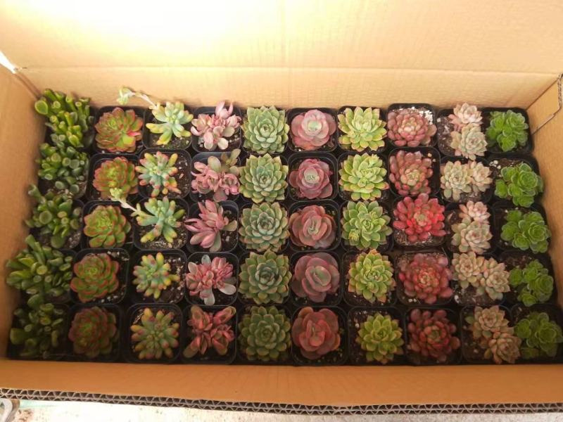✅多肉植物基地直供混合拼箱组合盆山东青州基地老桩盆