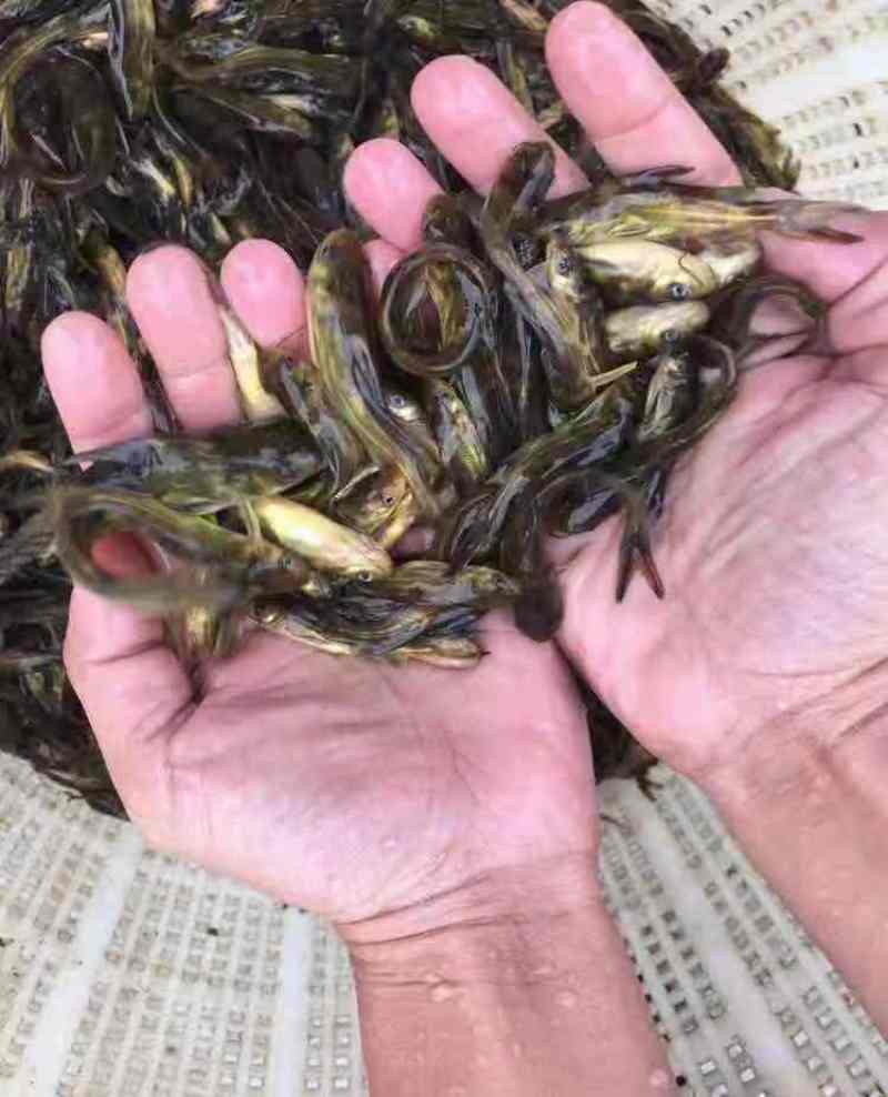 花白鲢，大头鱼，皮毛好，成活率高，抗病毒，
