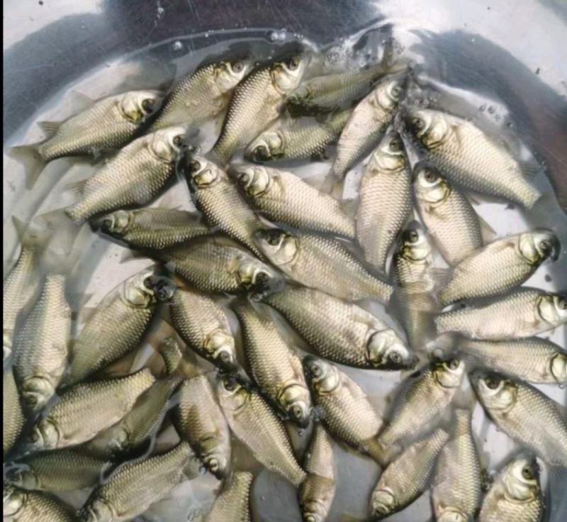 花白鲢，大头鱼，皮毛好，成活率高，抗病毒，