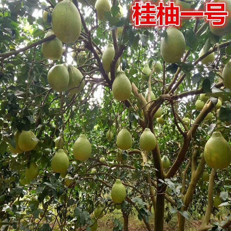 桂柚一号树苗柚子树苗带叶子发货包正宗广西发苗圃发货