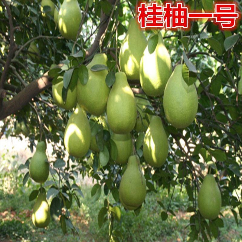 桂柚一号树苗柚子树苗带叶子发货包正宗广西发苗圃发货