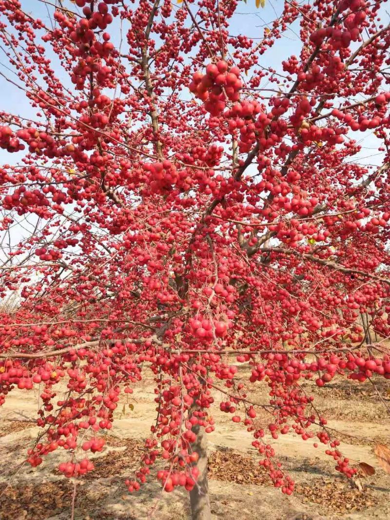 荣成玉玲花（野生大茉莉），走出山野，扎根大疆南北。