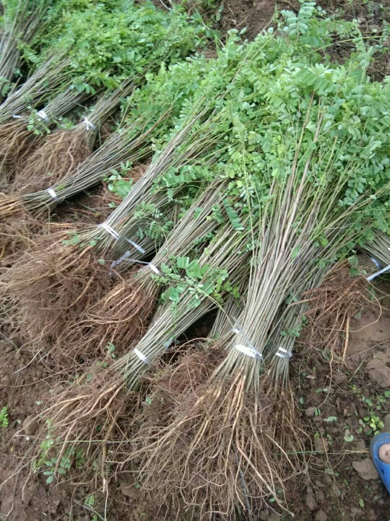 紫穗槐小苗紫穗槐苗护坡绿篱
