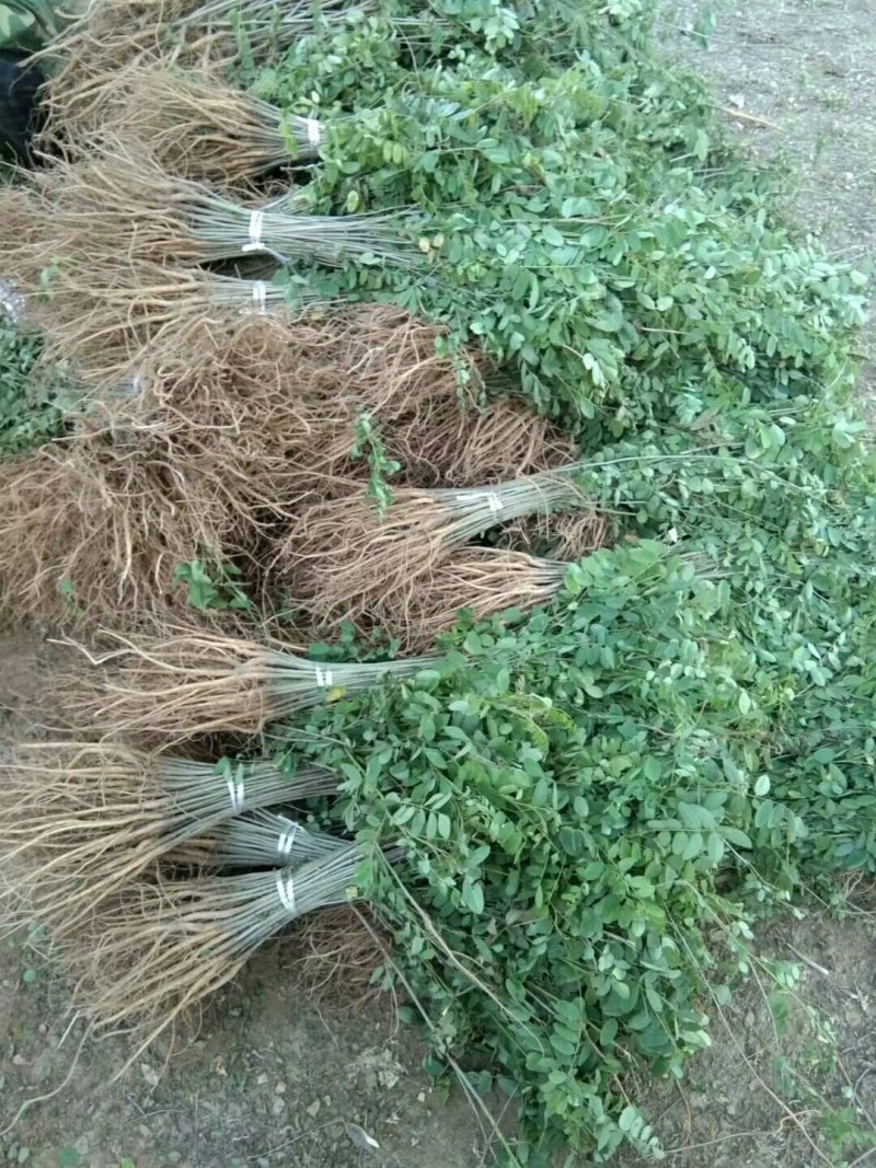 紫穗槐小苗紫穗槐苗护坡绿篱
