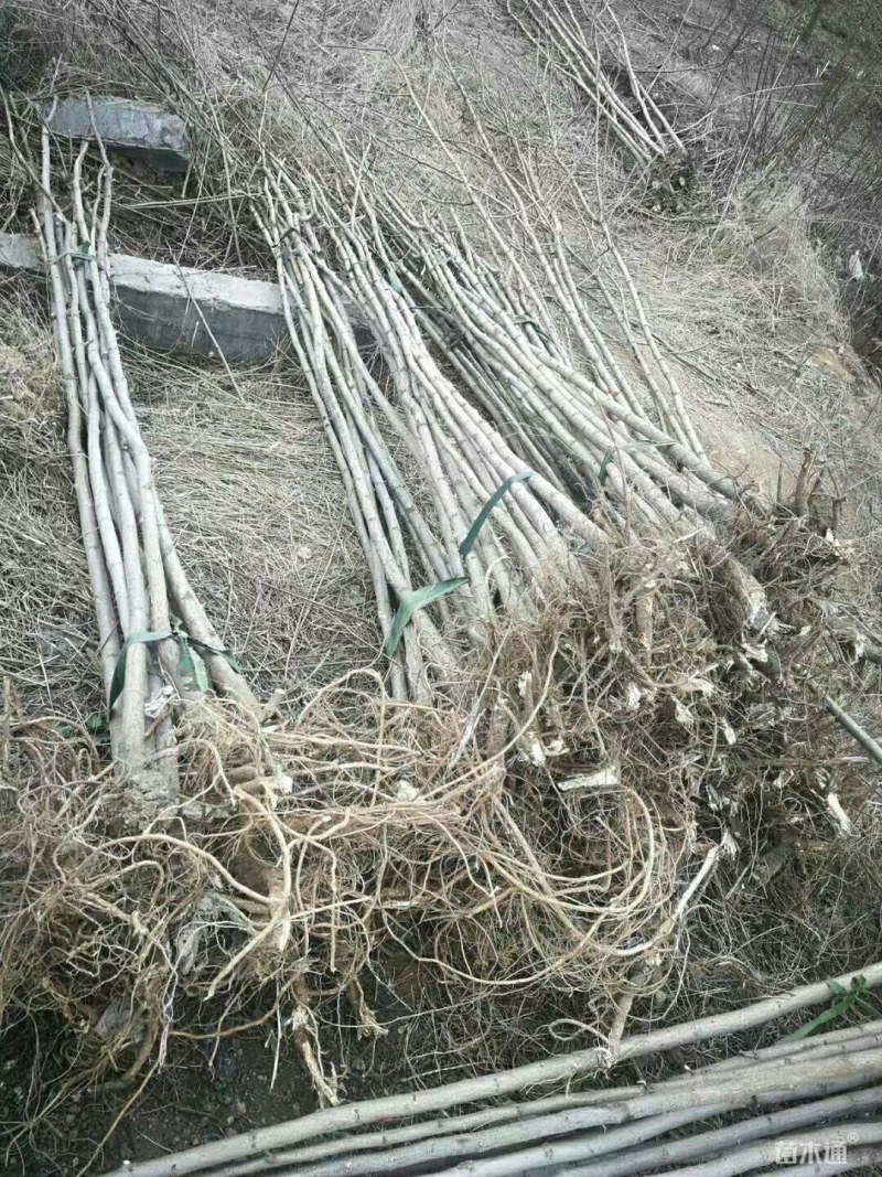 紫穗槐小苗紫穗槐苗护坡绿篱