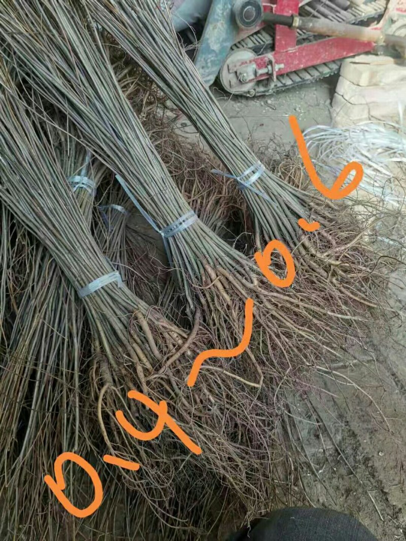 紫穗槐小苗紫穗槐苗护坡绿篱