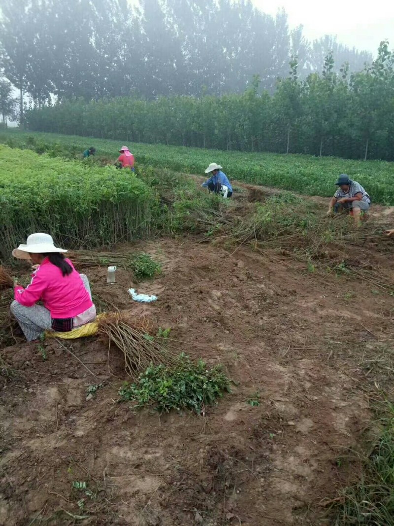 紫穗槐小苗紫穗槐苗护坡绿篱
