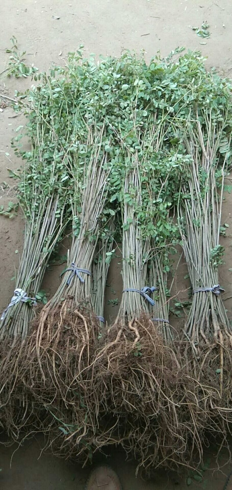 紫穗槐小苗紫穗槐苗护坡绿篱
