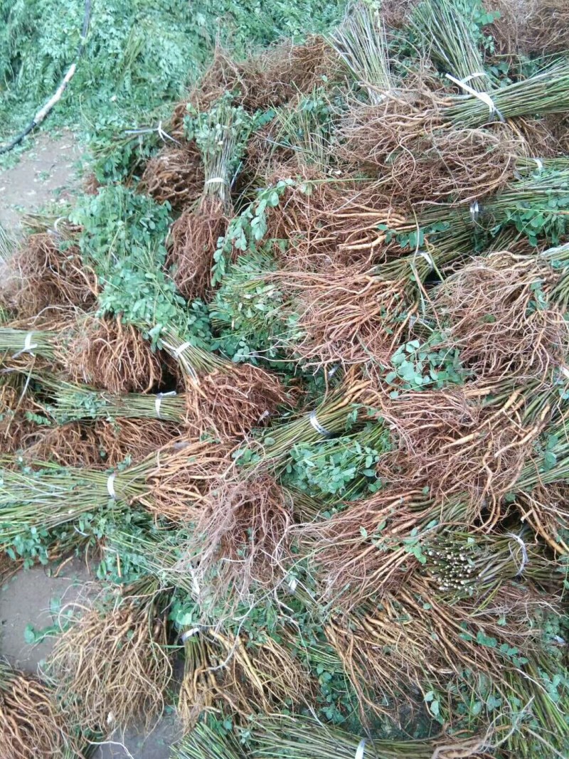 紫穗槐小苗紫穗槐苗护坡绿篱