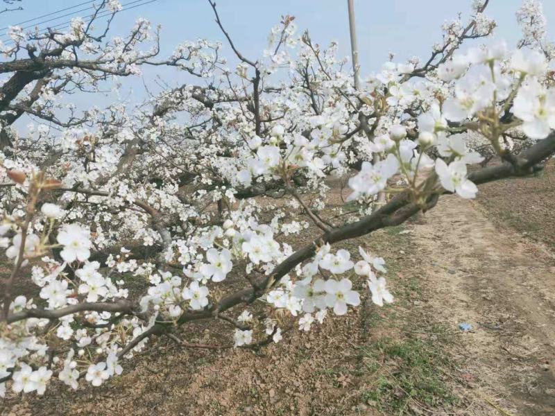 河北梨花粉雪花梨花粉鸭梨花粉砀山梨花粉等芽率高授