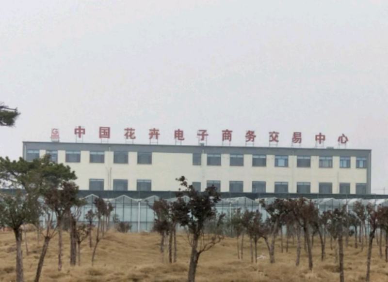 ✅多肉植物基地直供混合拼箱组合盆山东青州基地老桩盆