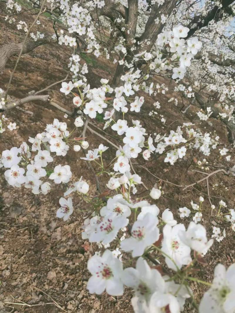 河北梨花粉雪花梨花粉鸭梨花粉砀山梨花粉等芽率高授