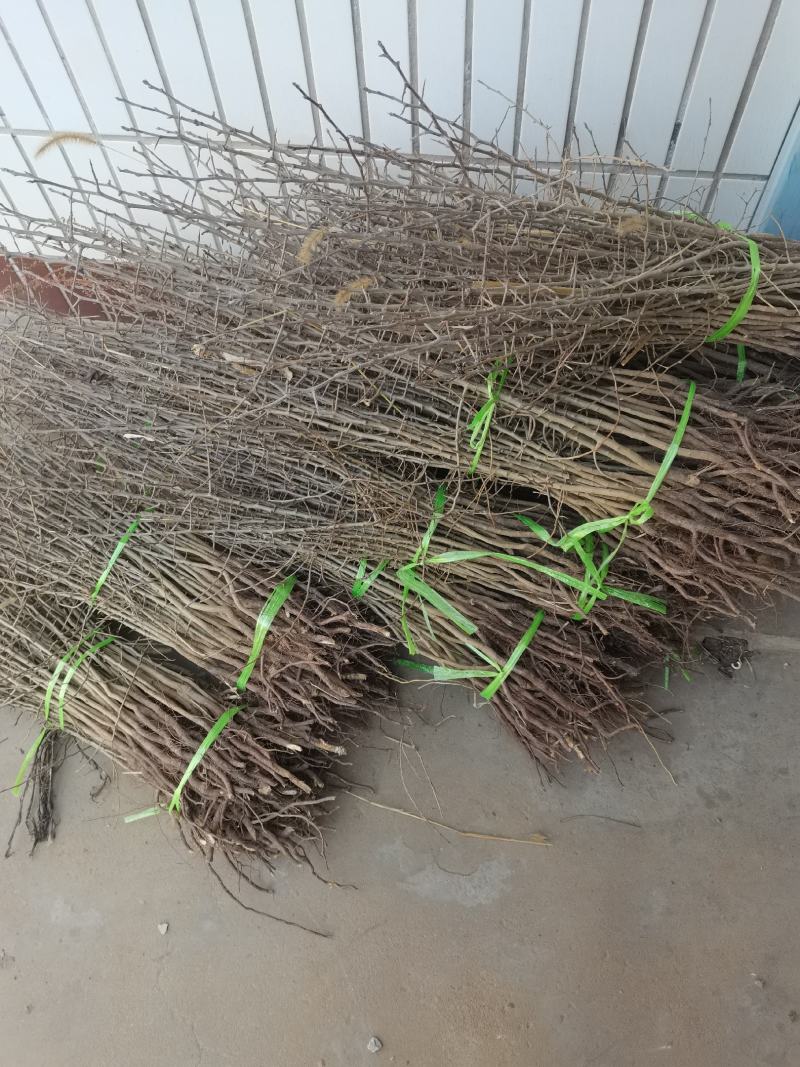 杜梨苗，山西棠梨苗，花根杜梨苗，梨树苗，技术指导