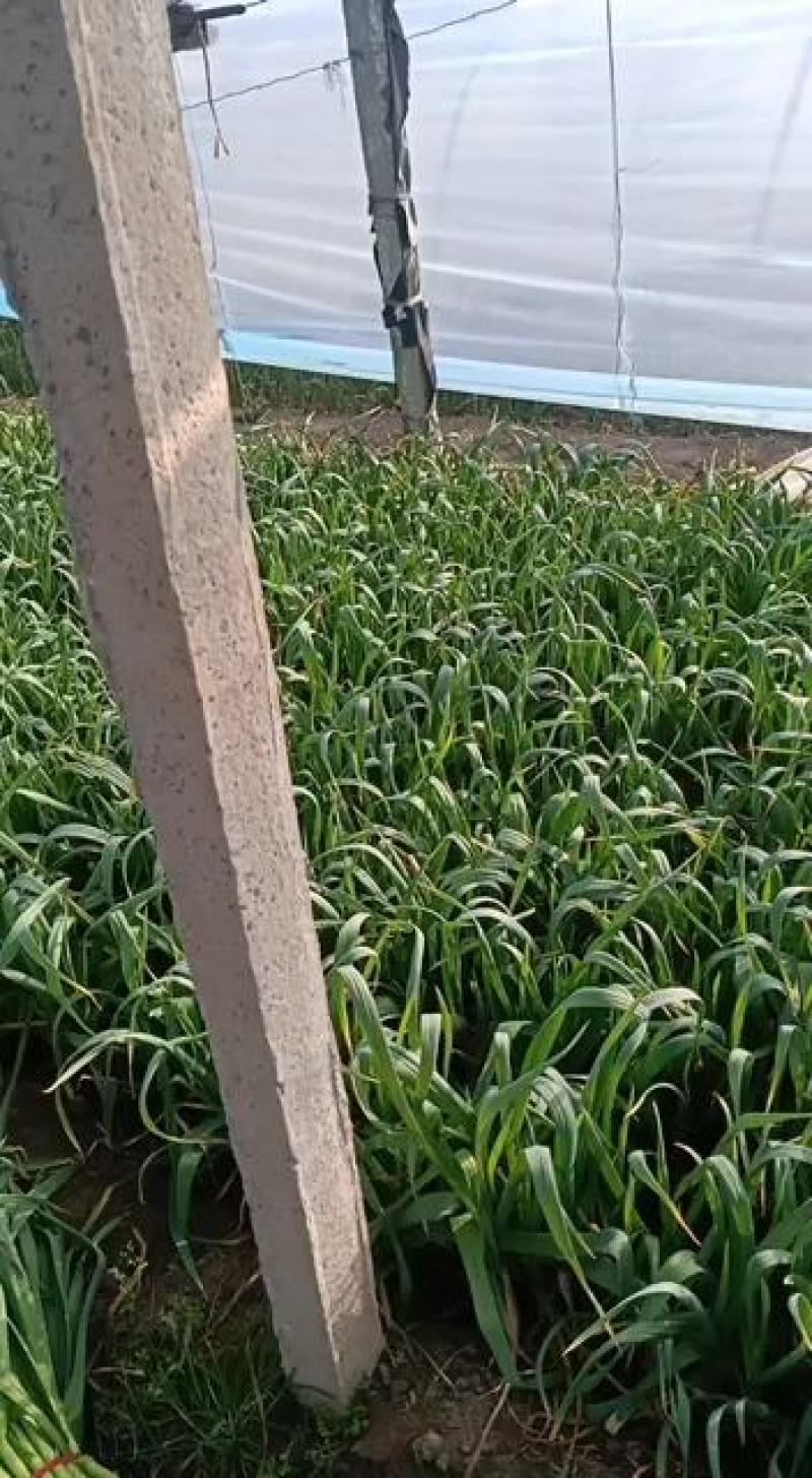 河南内黄四季蒜苗大量上市质量好价格低大小适中打捆网袋保鲜