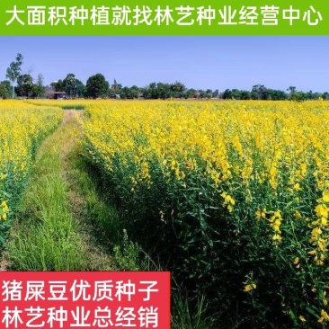 猪屎豆种子太阳麻种子椭圆叶猪屎豆三圆叶牧草护坡