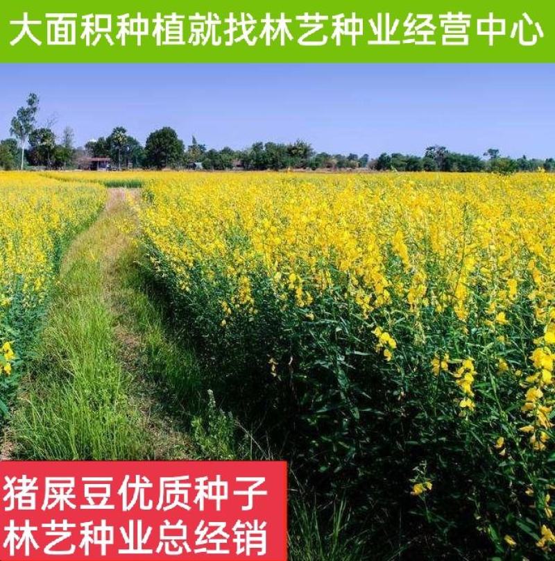 猪屎豆种子太阳麻种子椭圆叶猪屎豆三圆叶牧草护坡