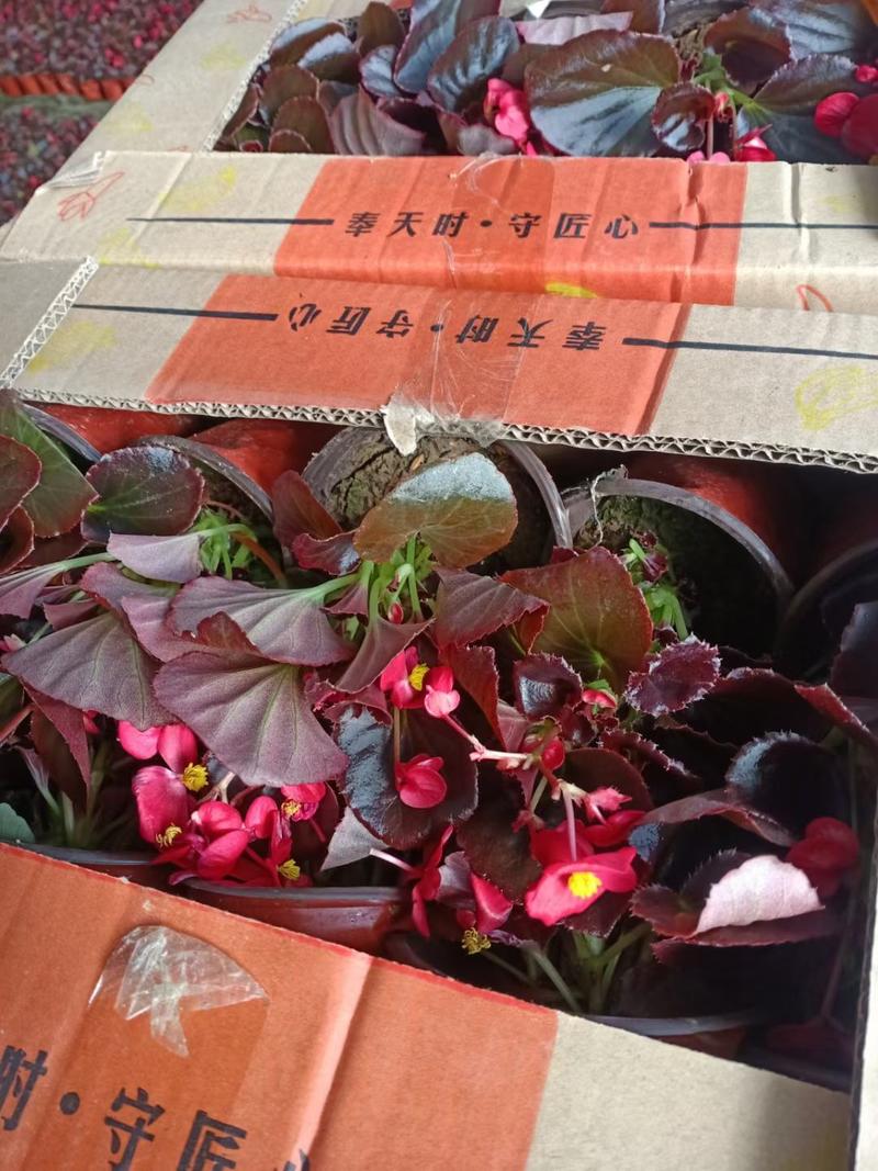 四季海棠（红叶红花，绿叶红花）绿叶粉花