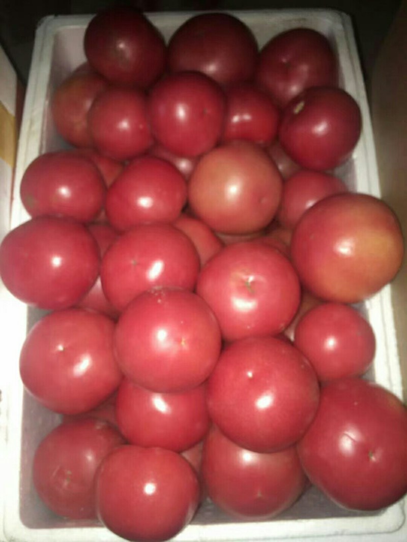 民勤县精品头茬西红柿