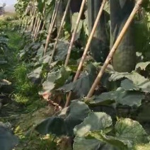 视频是大现场真实拍摄