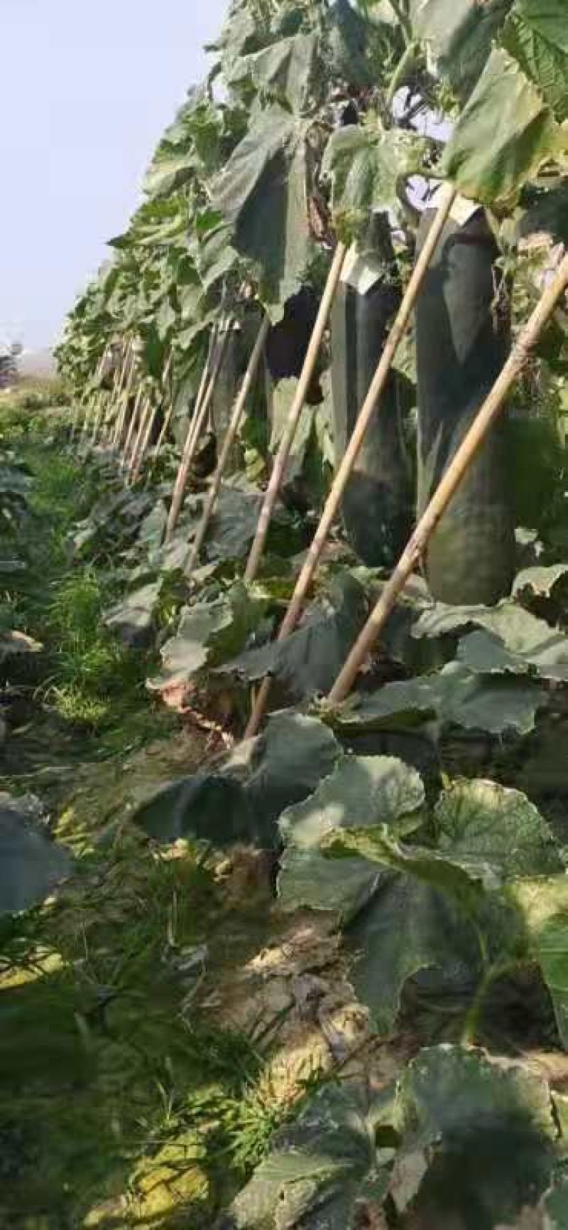视频是大现场真实拍摄