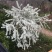 雪柳干枝雪柳喷雪花珍珠绣线菊支持一件代发