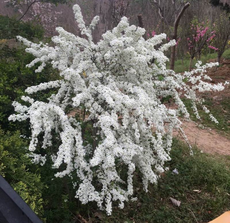雪柳干枝雪柳喷雪花珍珠绣线菊支持一件代发