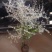 雪柳干枝雪柳喷雪花珍珠绣线菊支持一件代发