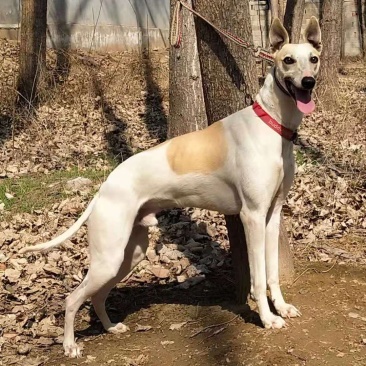 宠物狗猎兔幼犬格惠格力灵缇犬细狗黑色格力犬惠比特狗崽