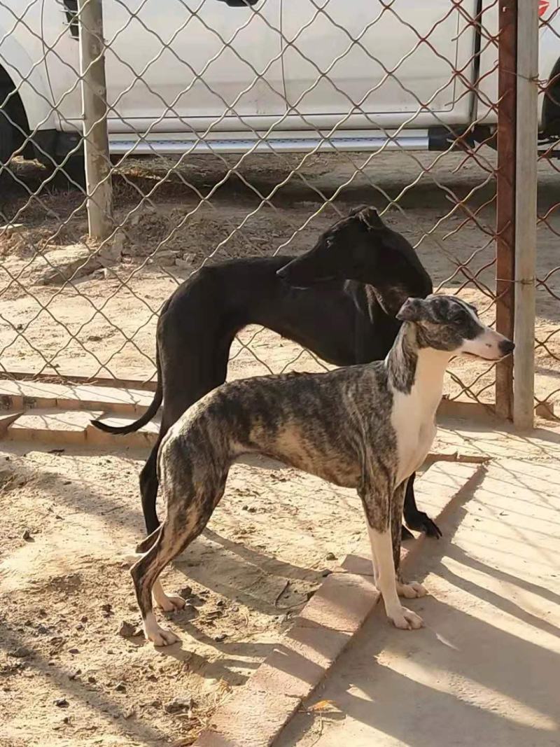 惠比特格力灵缇犬黑白活猎兔幼犬血统惠比特格力