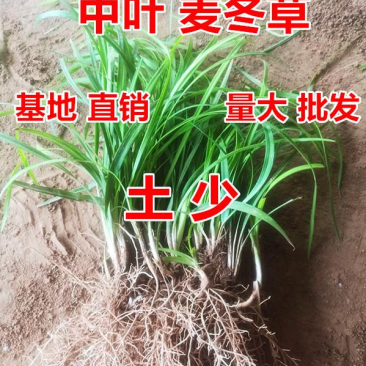 麦冬草，麦冬苗绿化苗中叶基地，成活率高四季常青，量大从优