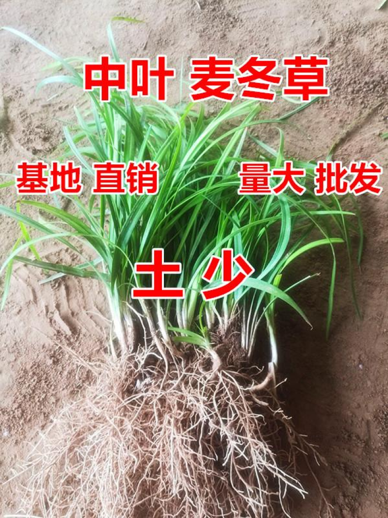 麦冬草，麦冬苗绿化苗中叶基地，成活率高四季常青，量大从优