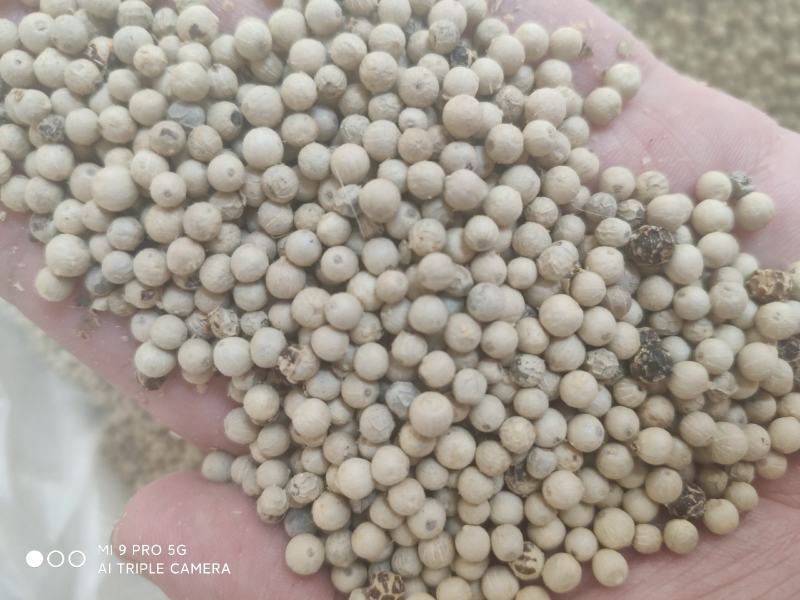 越南白胡椒自有加工厂没有中间商赚差价保质保量零售批发