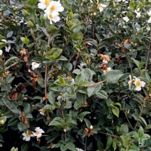 大量批发贛无长林系列油茶树苗