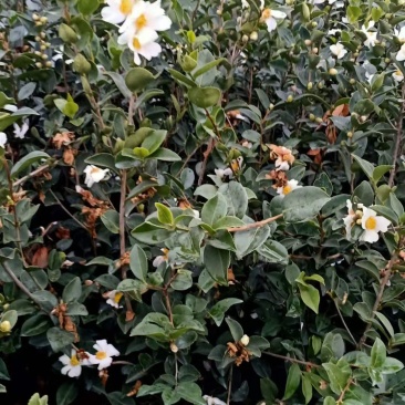 大量批发贛无长林系列油茶树苗