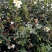 大量批发贛无长林系列油茶树苗
