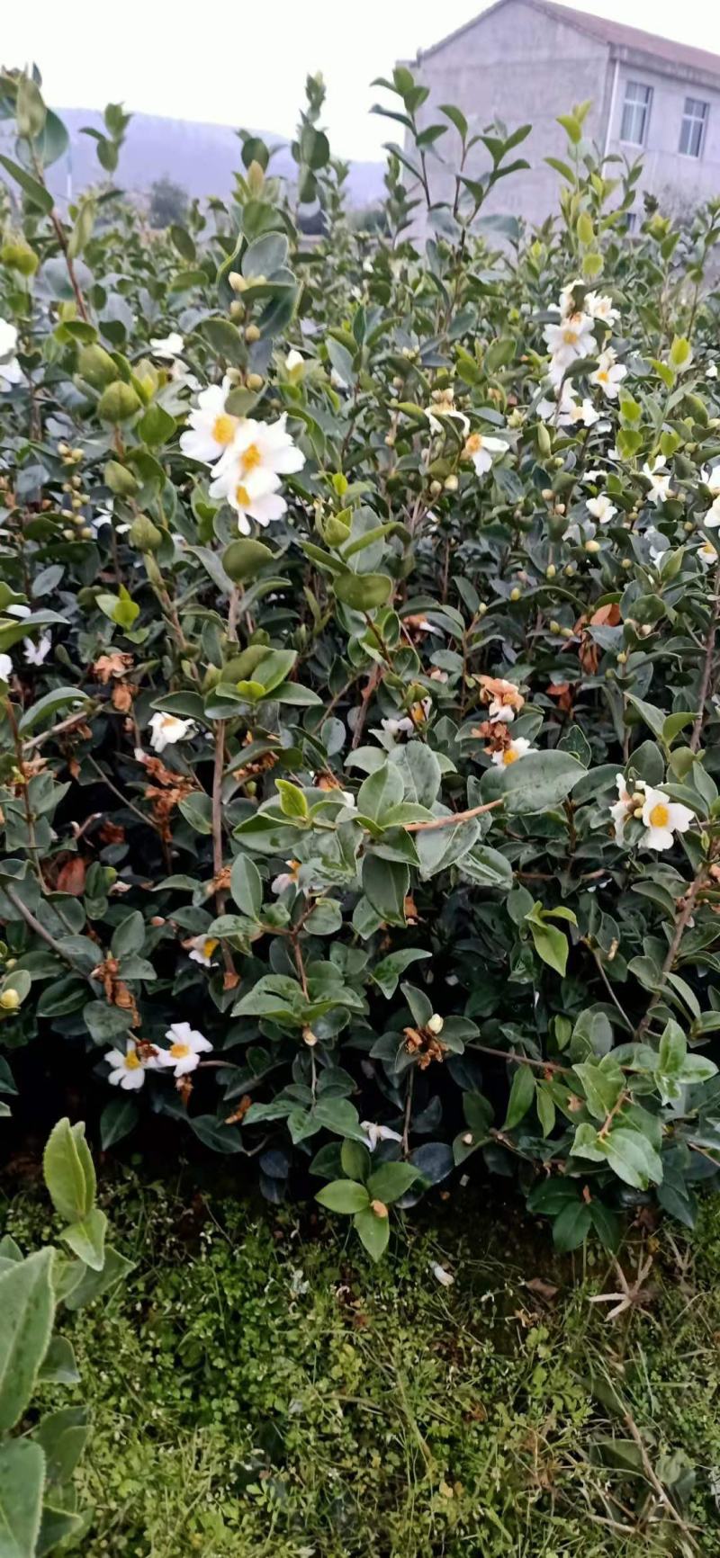 大量批发贛无长林系列油茶树苗