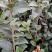 大量批发贛无长林系列油茶树苗