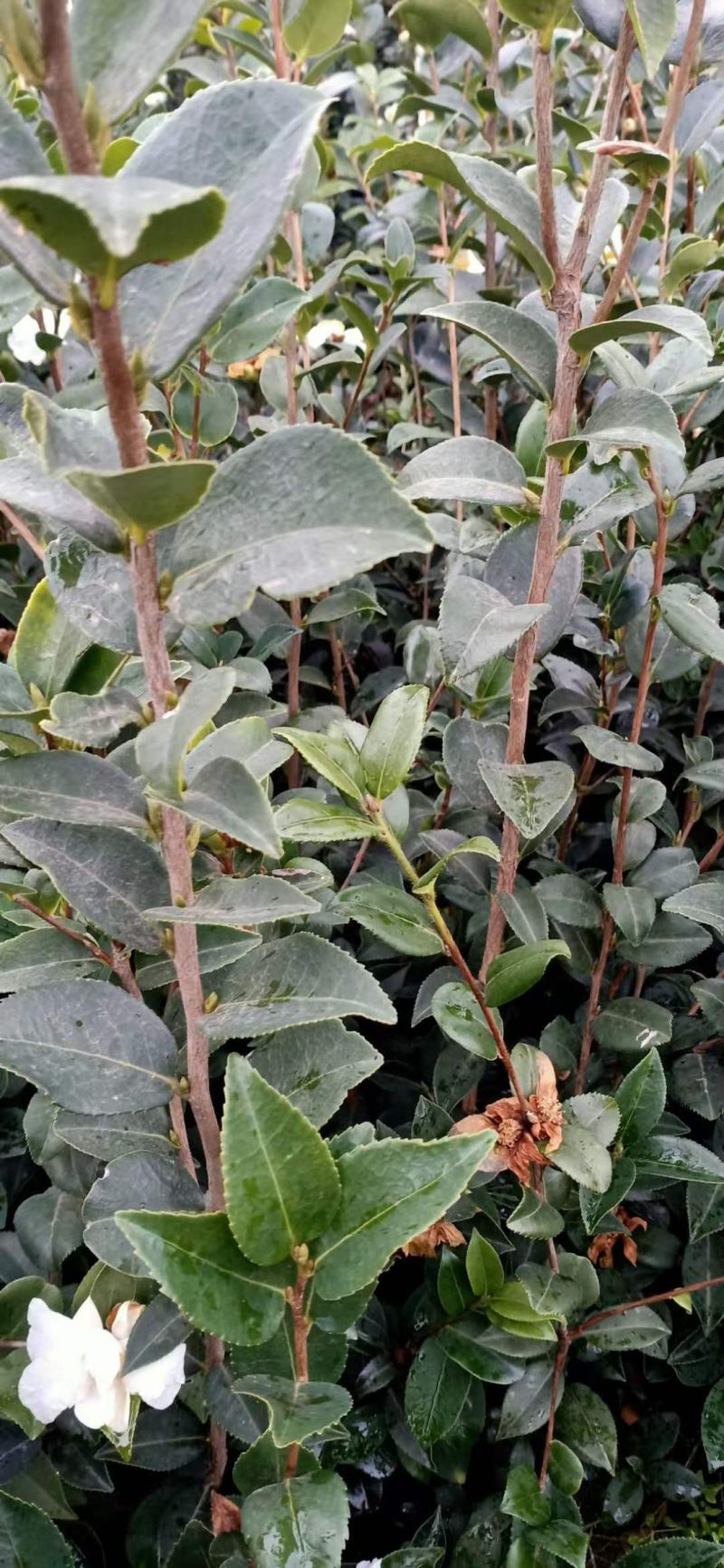 大量批发贛无长林系列油茶树苗