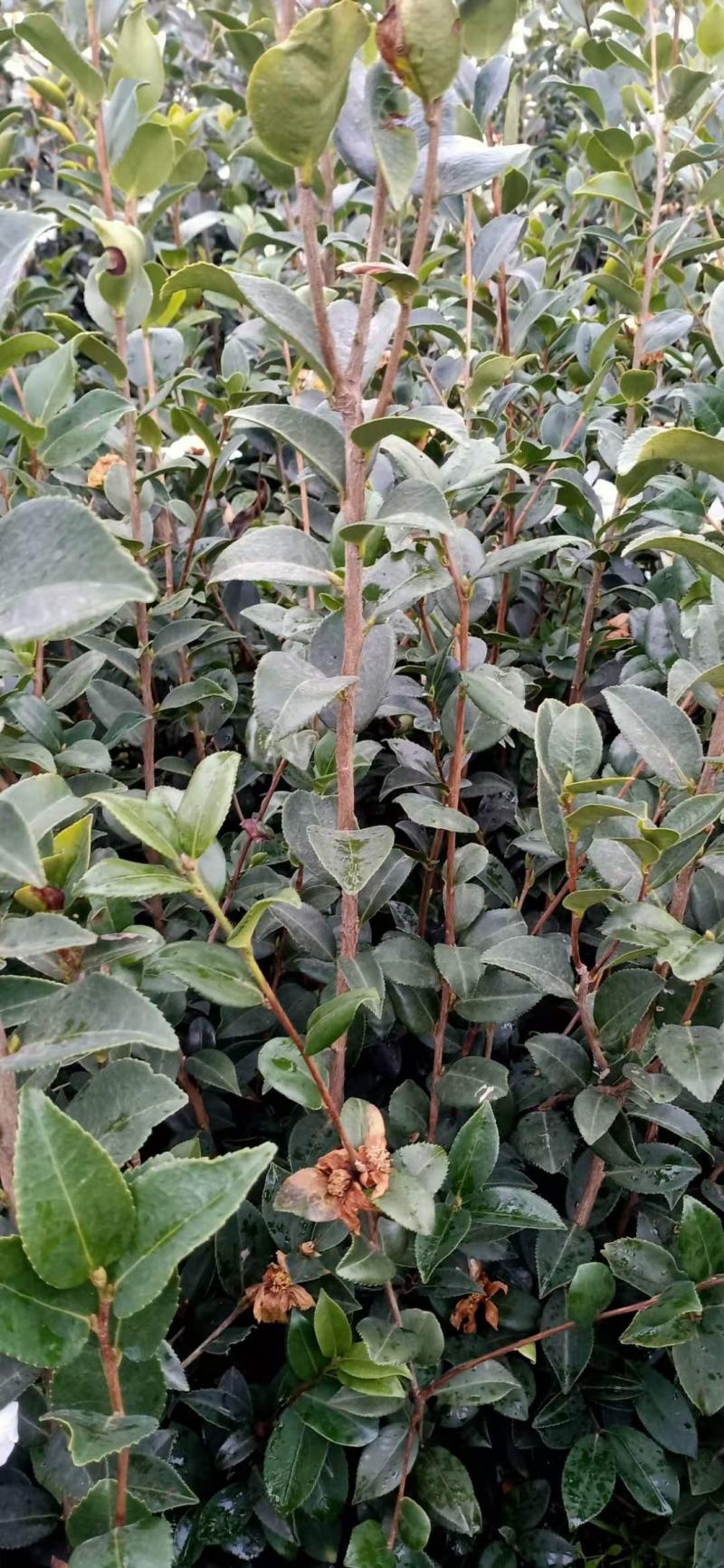 大量批发贛无长林系列油茶树苗