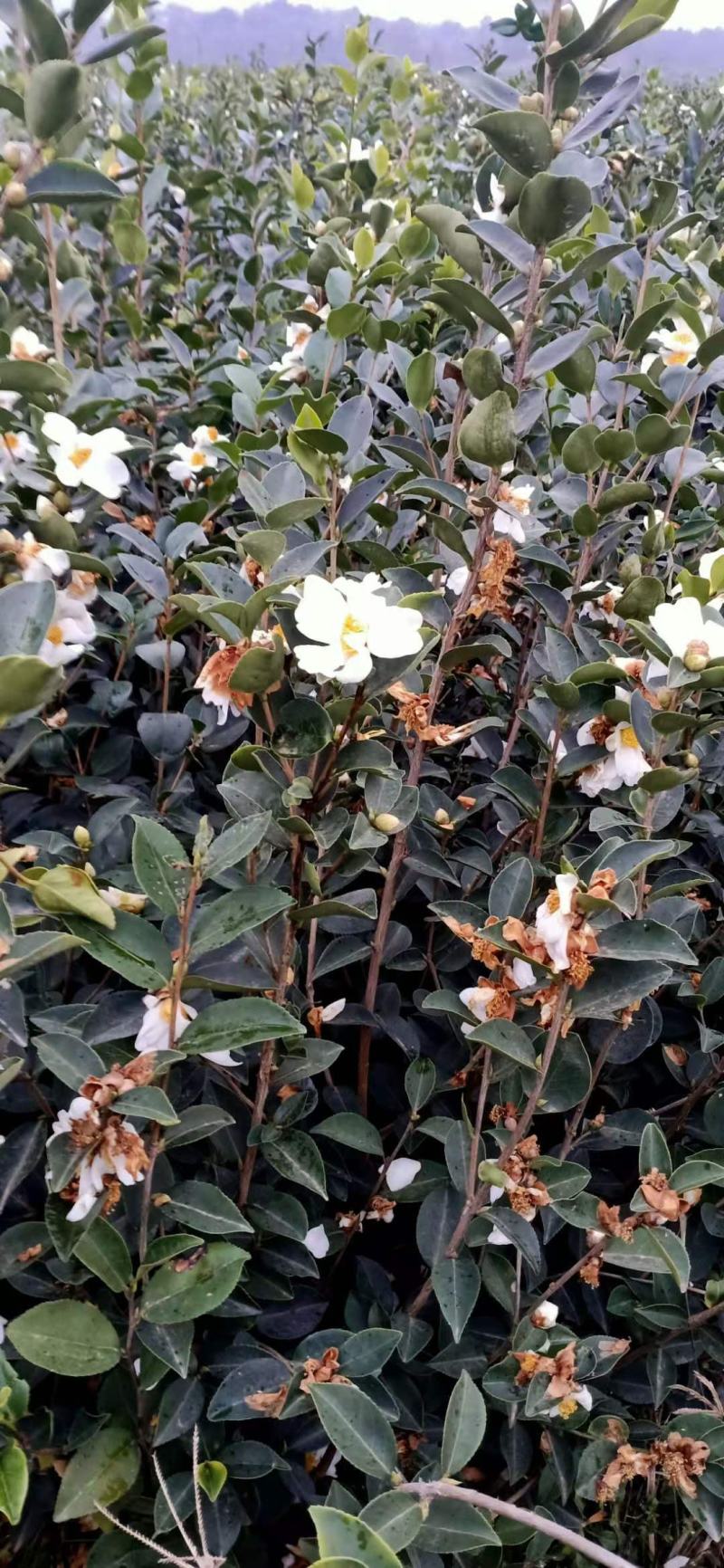 大量批发贛无长林系列油茶树苗